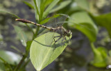 Jade Clubtail.JPG