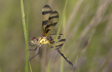 Halloween Pennant.JPG