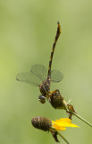 Broad-striped Forceptail 2.JPG