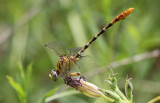 Eastern Ringtail 3.JPG