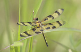 Banded Pennant 3.JPG
