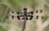 Banded Pennant 4.JPG