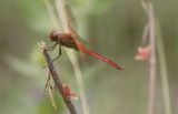 Golden-winged Skimmer 1.JPG