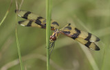 Banded Pennant 6.JPG