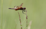 Calico Pennant 3.JPG