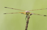 Calico Pennant 4.JPG