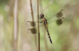 Band-winged Dragonlet.JPG