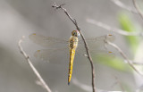 Wandering Glider.JPG