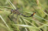 Sulphur-tipped Clubtail.jpg