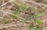 Jade Clubtail 1.jpg