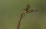 Halloween Pennant male.jpg