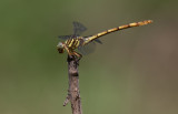 Broad-striped Foreceptail female.jpg