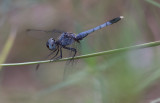 Little Blue Dragonlet.jpg