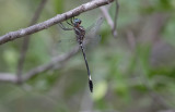 Pale-Faced Clubskimmer 1.jpg