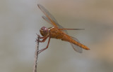 Needhams Skimmer 1.jpg