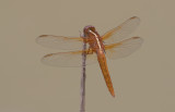 Needhams Skimmer 2.jpg