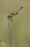 Marl Pennant female.jpg