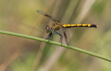 Seaside Dragonlet female.jpg