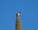 Red-tailed Hawk
