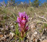 Owl Clover - Castilleja exserta