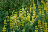 Lupine in Legume Garden