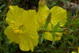 Calylophus hartwegii