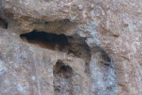 Great Horned Owl and Chick