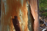 Eucalyptus bark