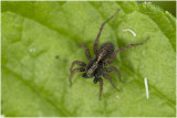 Wolfspin - Pardosa spec
