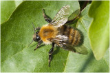 Akkerhommel - Bombus pascuorum