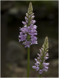 gevlekte Orchis - Dactylorhiza maculata