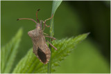 Zuringwants - Coreus marginatus