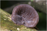 echt Judasoor - Auricularia auricula-judae