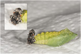 Koninginnepage - verpopping - 2e fase