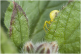 Krabspin - Thomisidae spec