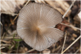Plooirokje - Coprinus plicatilis