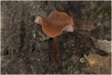 gewone Fopzwam - Laccaria laccata