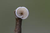 wit Oorzwammetje - Crepidotus variabilis