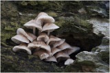 Helmmycena - Mycena galericulata