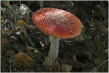 Vliegenzwam - Amanita muscaria