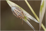 Mijterwants - Aelia acuminata