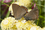 bruine Eikenpage - Satyrium ilicis