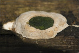 kussenvormige Houtzwam - Hapalopilus rutilans