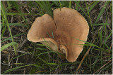 viltige Maggizwam - Lactarius helvus