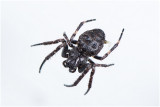 Platte Wielwebspin - Nuctenea umbratica