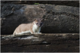 Hermelijn - Mustela erminea