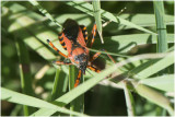 rode Roofwants - Rhynocoris iracundus