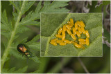groen Zuringhaantje - Gastrophysa viridula