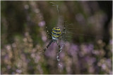 Tijgerspin - Argiope bruennichi