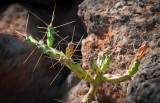 Jardin des Cactus
